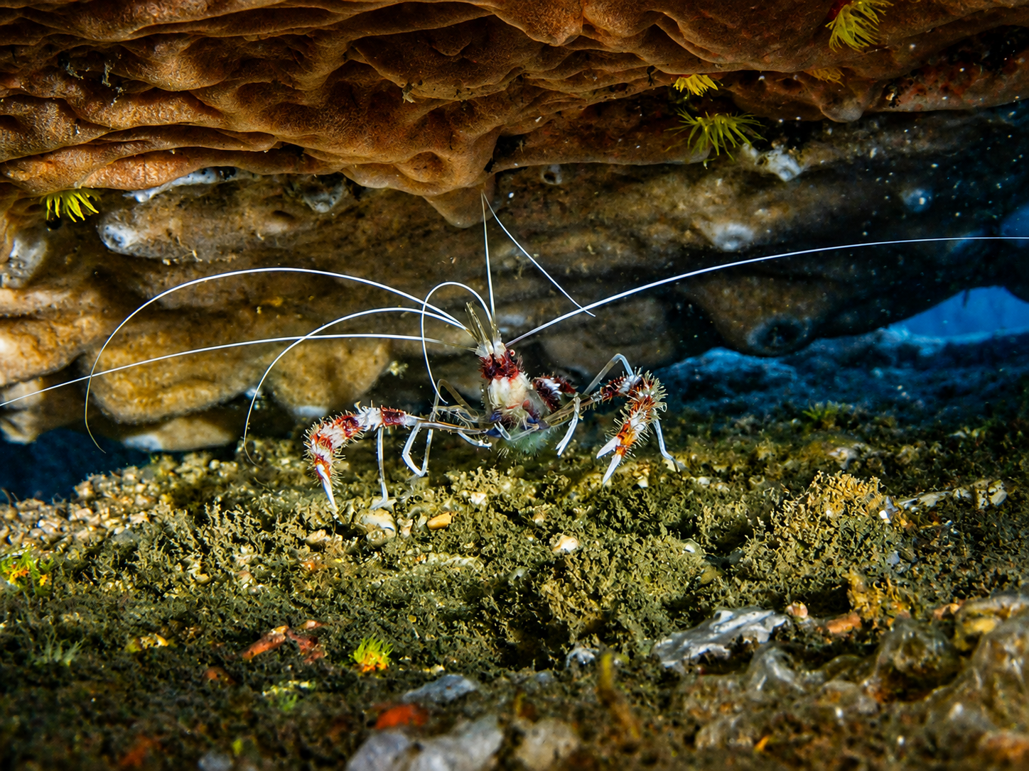 Philippine dive site