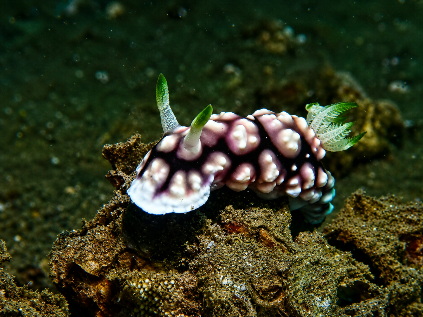 Philippine dive site